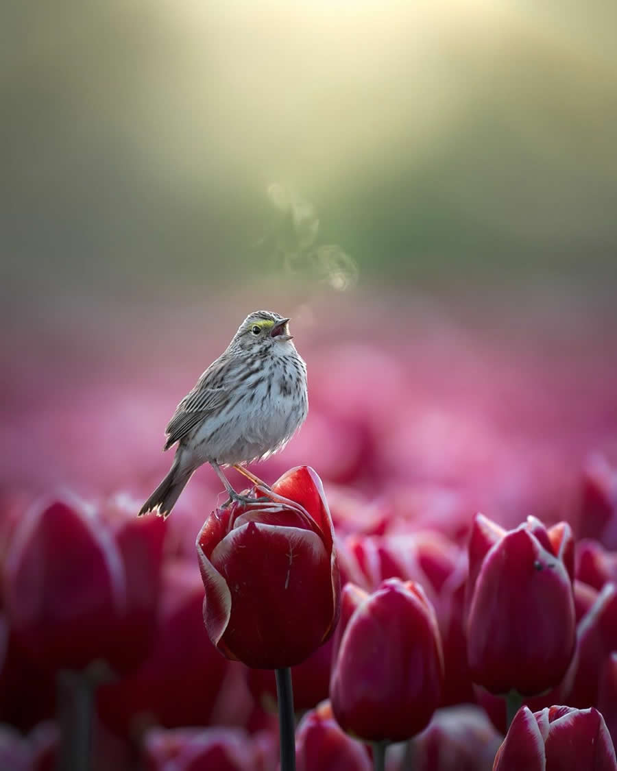 Beautiful Bird Photography by Protik Hossain