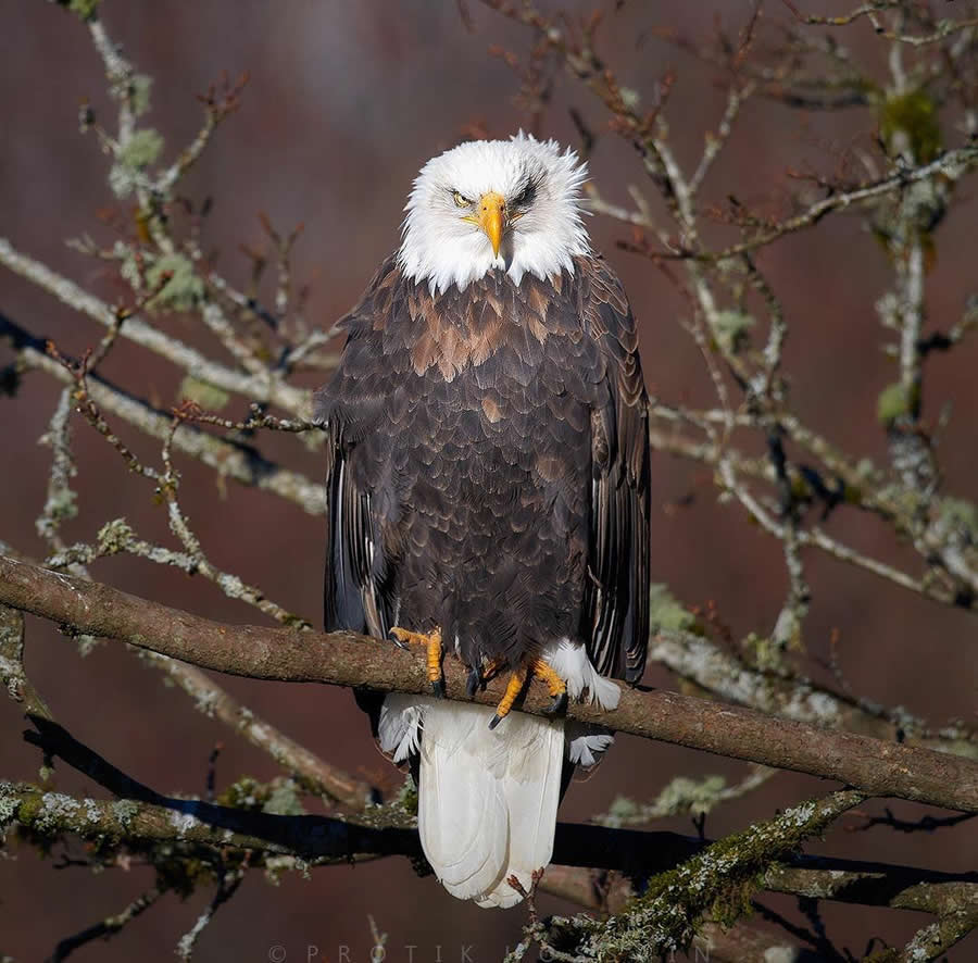 Beautiful Bird Photography by Protik Hossain
