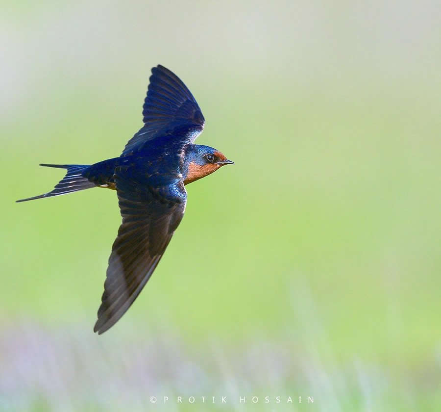 Beautiful Bird Photography by Protik Hossain