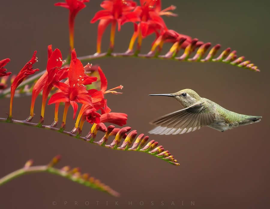 Beautiful Bird Photography by Protik Hossain