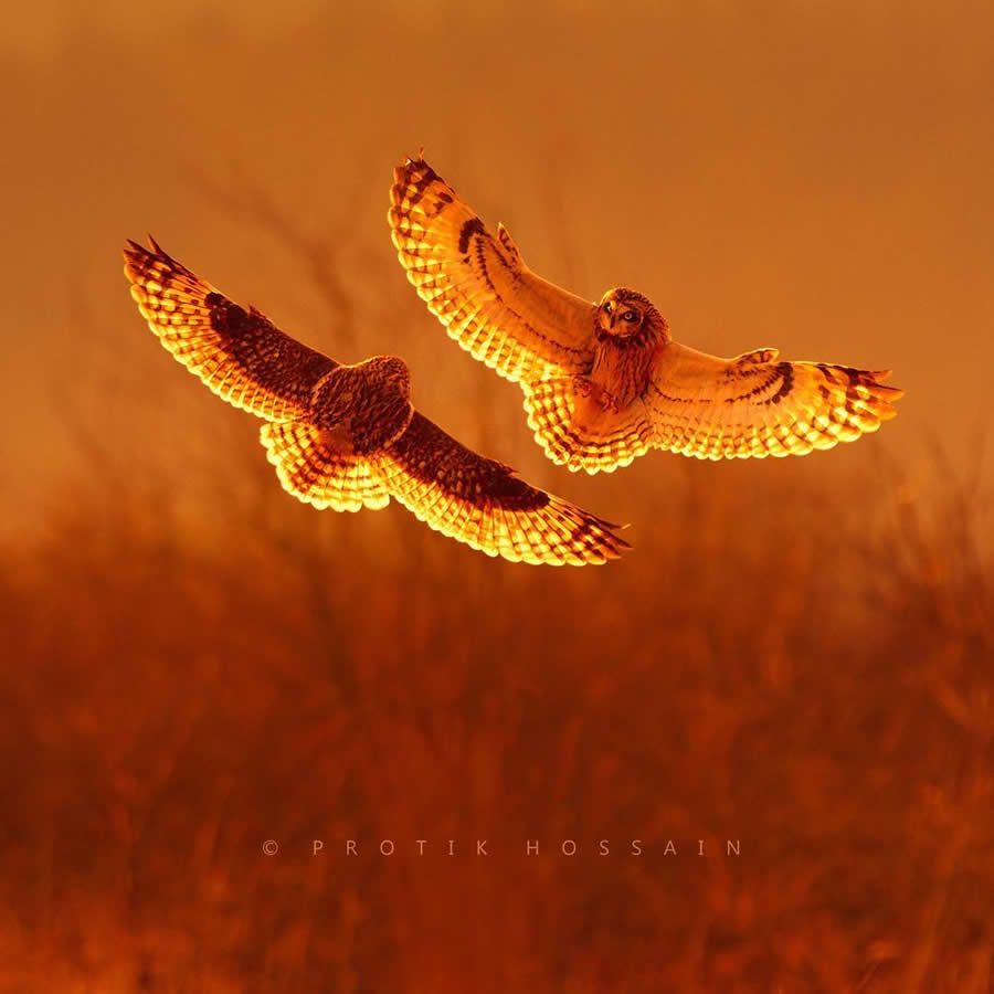 Beautiful Bird Photography by Protik Hossain
