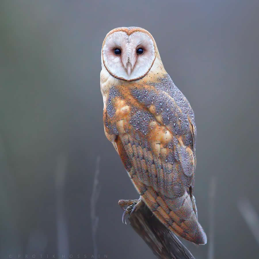 Beautiful Bird Photography by Protik Hossain