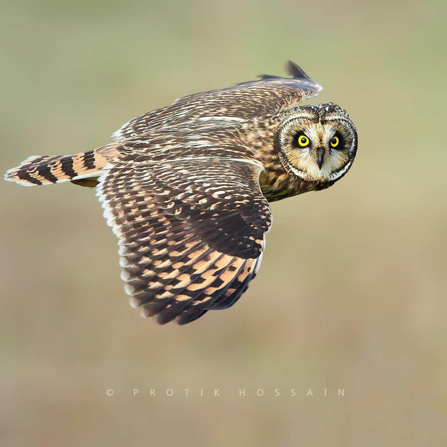 Beautiful Bird Photography by Protik Hossain