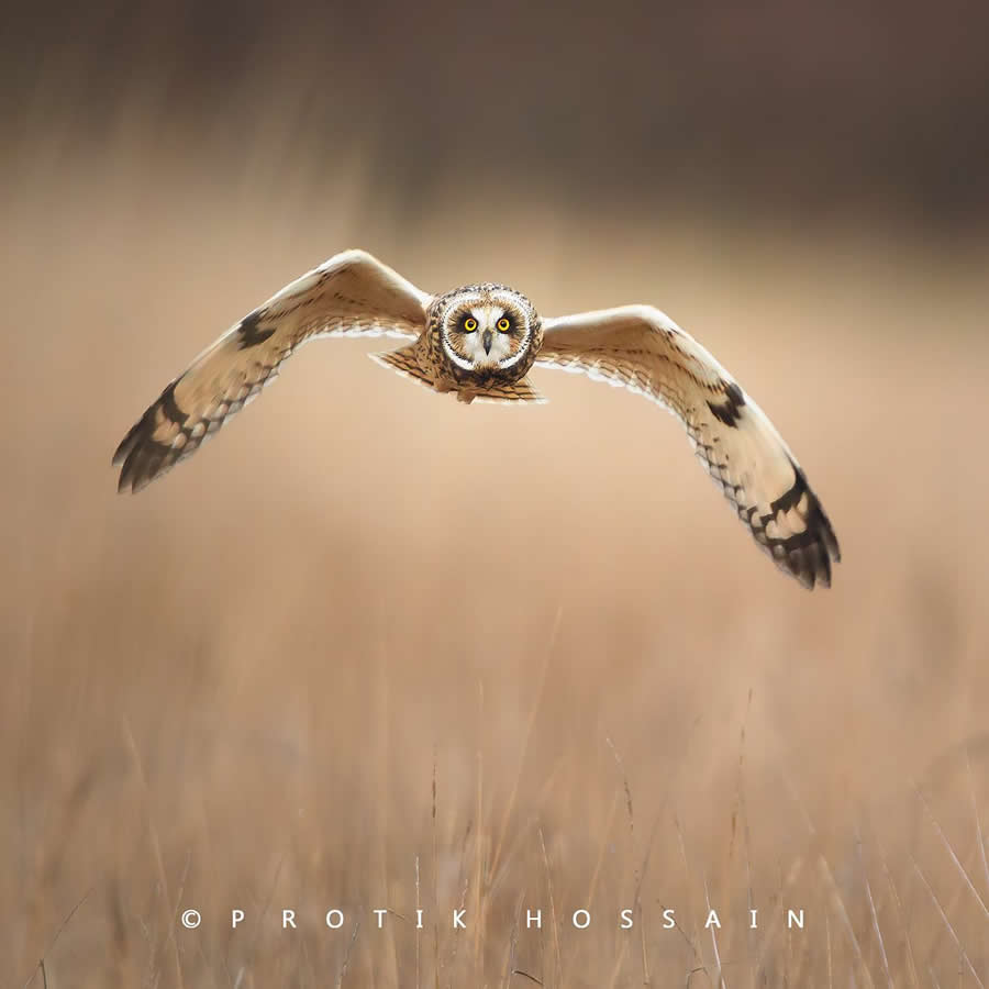 Beautiful Bird Photography by Protik Hossain