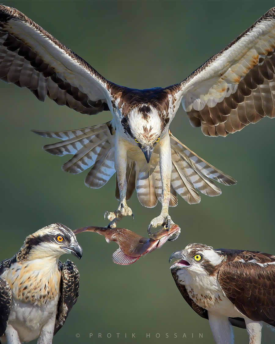 Beautiful Bird Photography by Protik Hossain