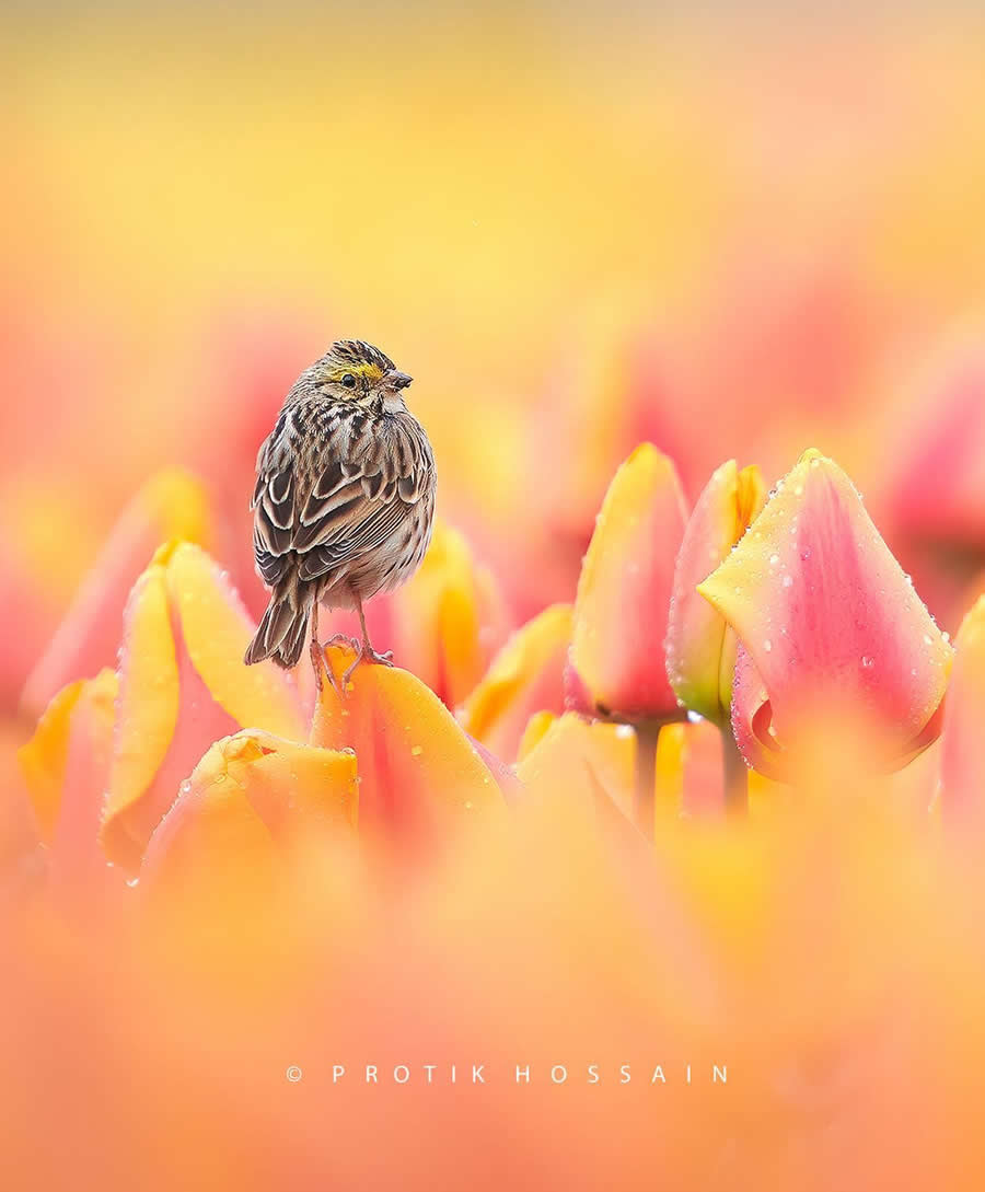 Beautiful Bird Photography by Protik Hossain