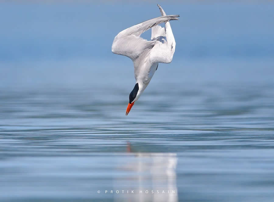 Beautiful Bird Photography by Protik Hossain