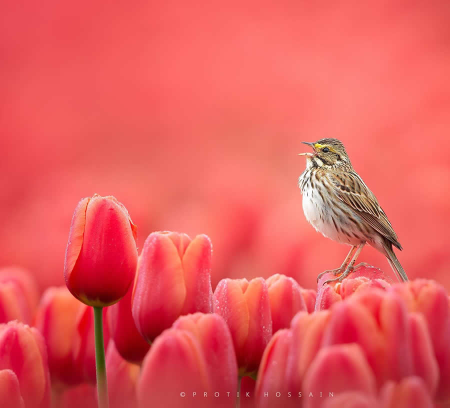 Beautiful Bird Photography by Protik Hossain