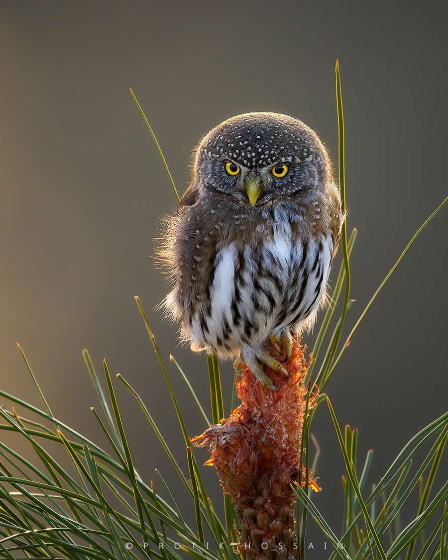 Beautiful Bird Photography by Protik Hossain