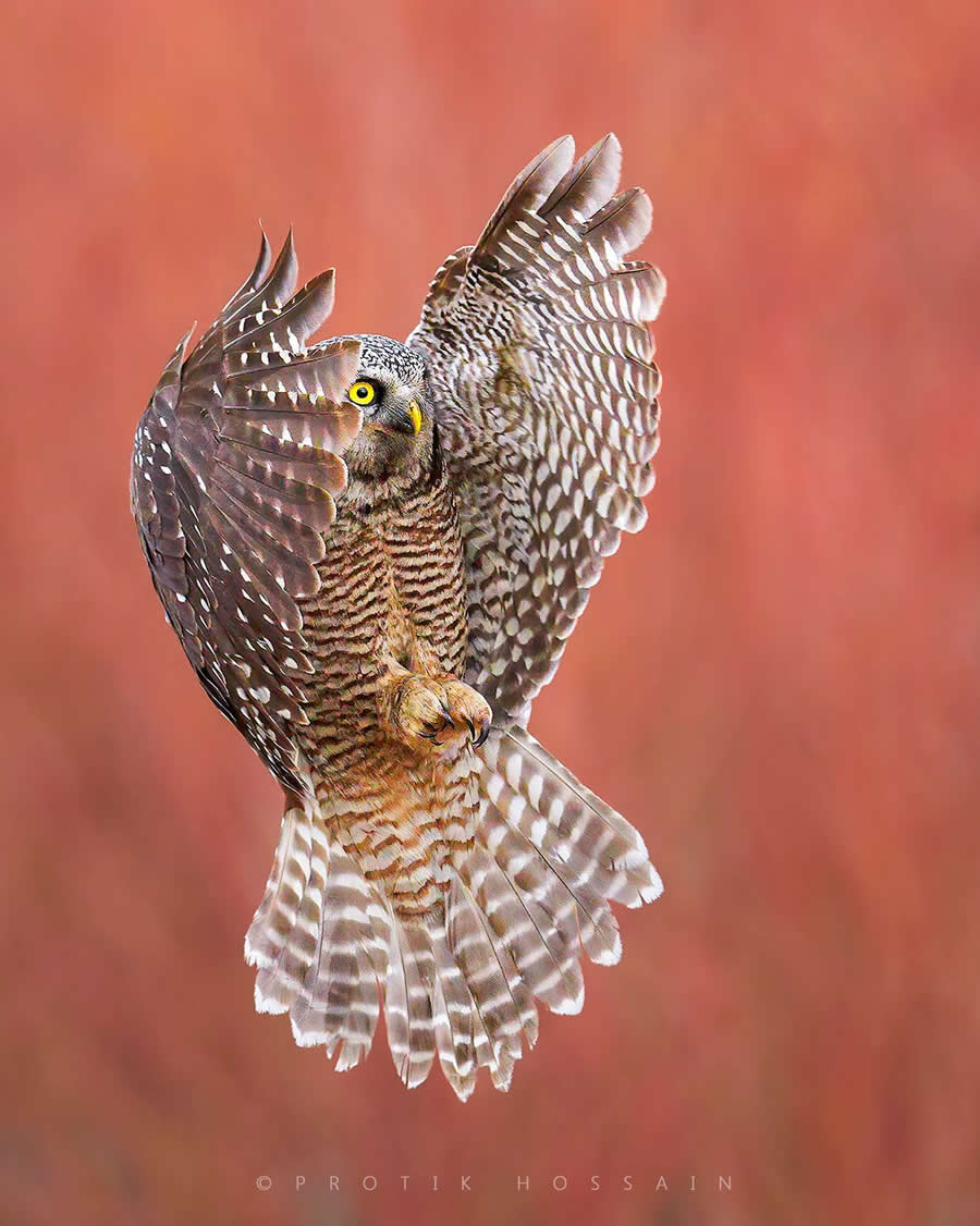 Beautiful Bird Photography by Protik Hossain