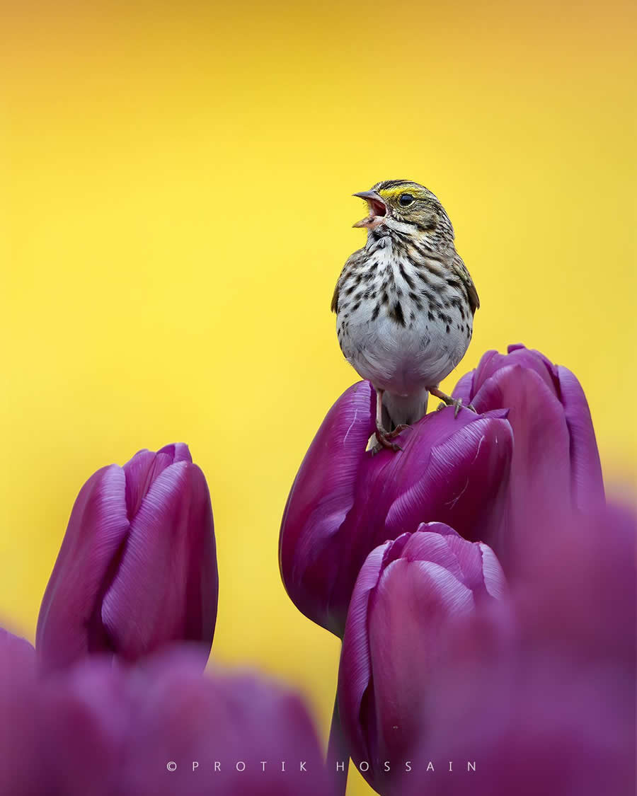 Beautiful Bird Photography by Protik Hossain