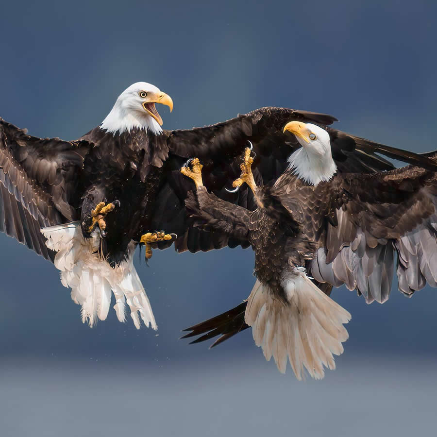 Beautiful Bird Photography by Protik Hossain