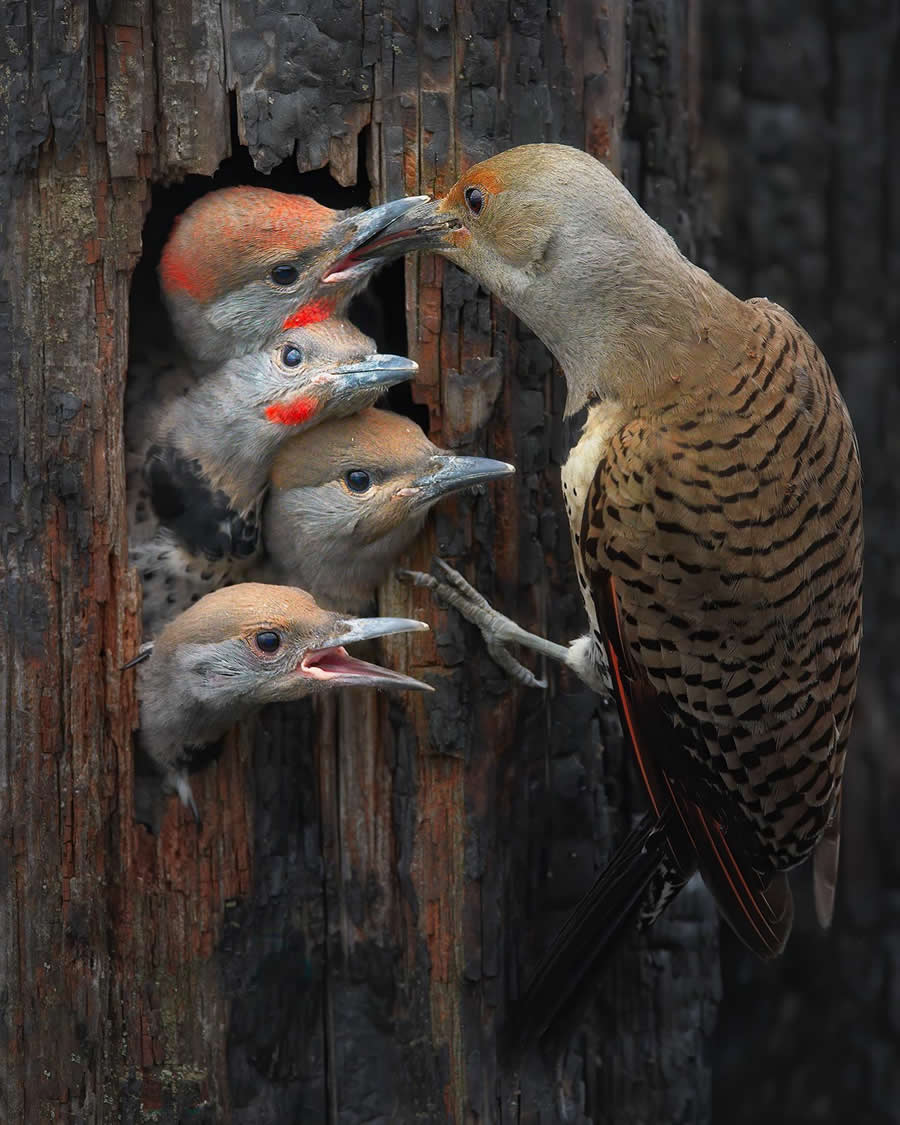 Beautiful Bird Photography by Protik Hossain