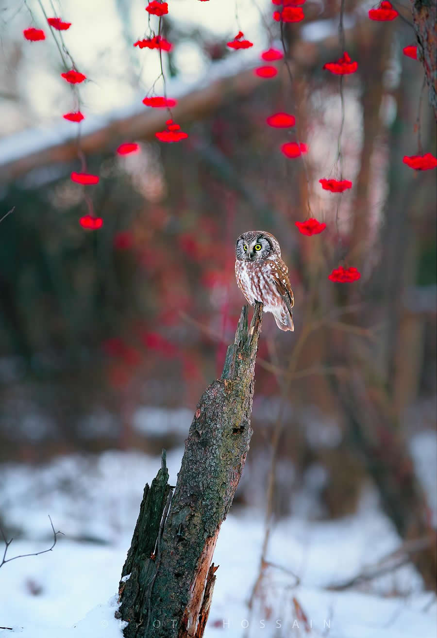 Beautiful Bird Photography by Protik Hossain