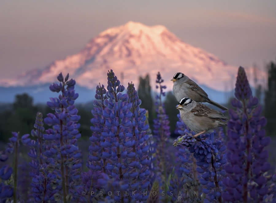 Beautiful Bird Photography by Protik Hossain