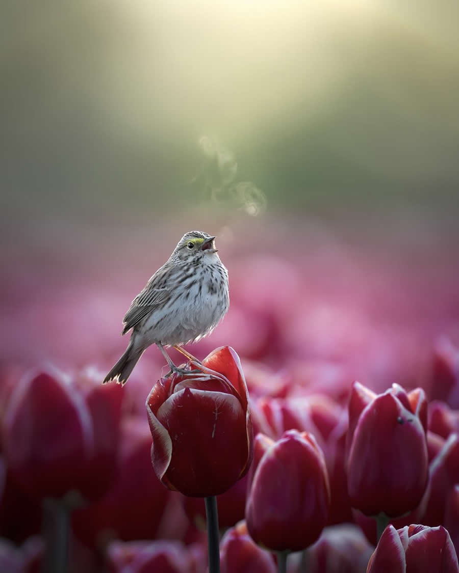 Beautiful Bird Photography by Protik Hossain