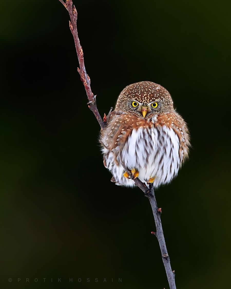 Beautiful Bird Photography by Protik Hossain