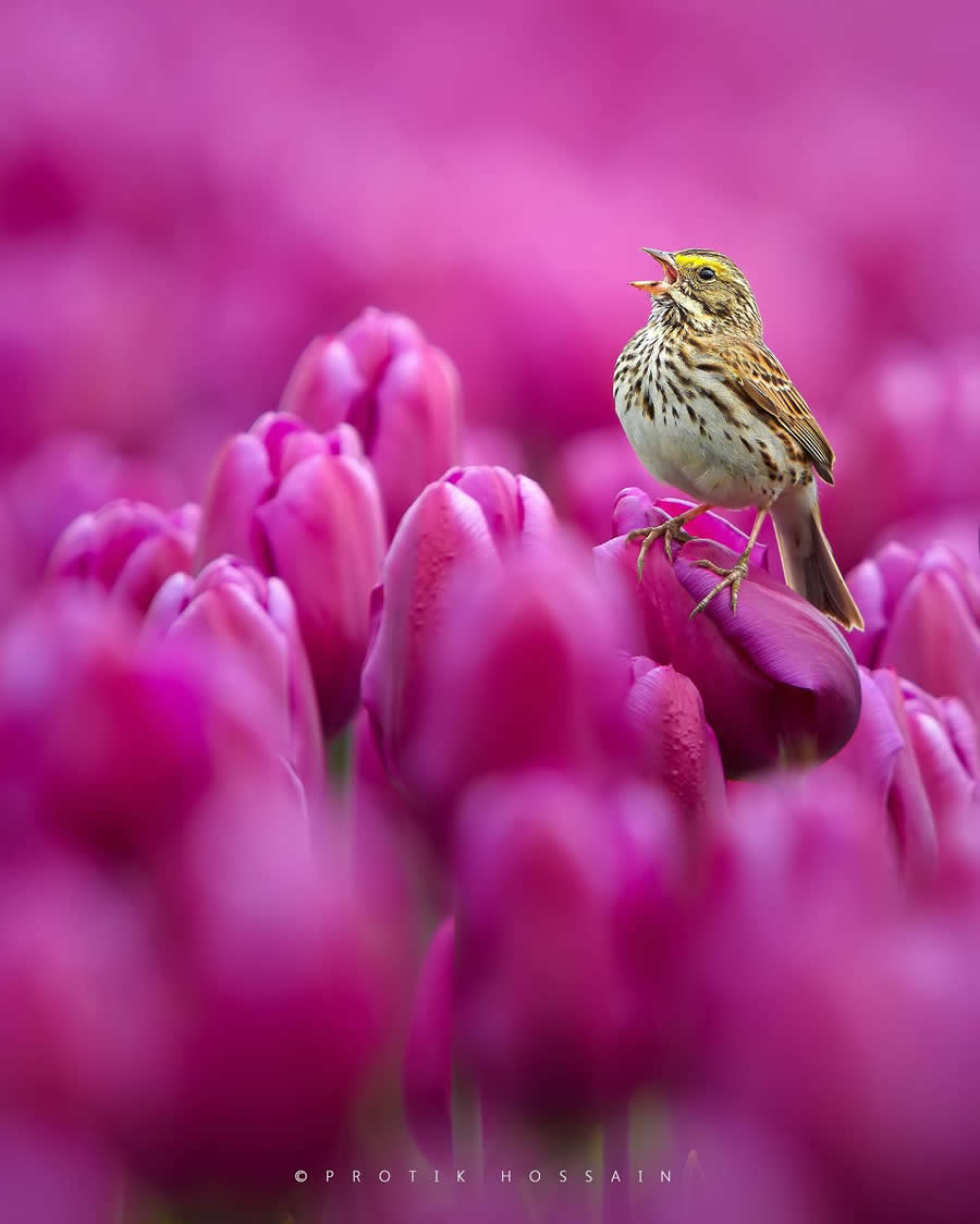 Beautiful Bird Photography by Protik Hossain