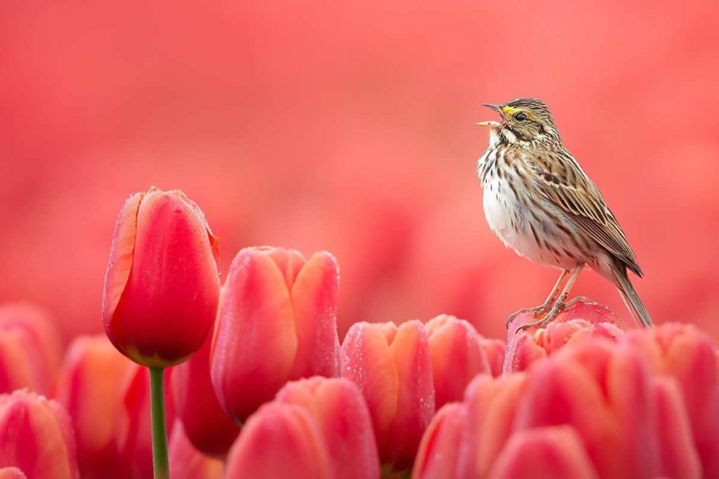 Beautiful Bird Photography by Protik Hossain