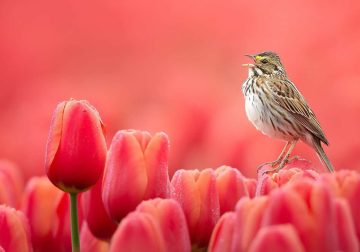Beautiful Bird Photography by Protik Hossain