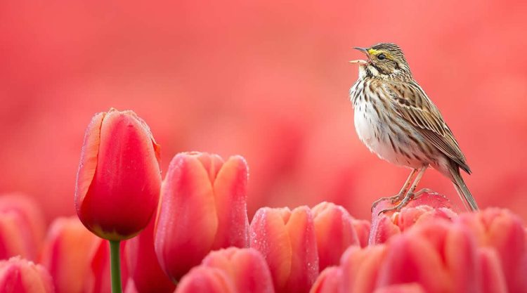 Beautiful Bird Photography by Protik Hossain