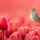 Beautiful Bird Photography by Protik Hossain
