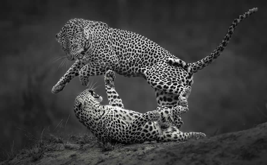 Black and White Photo Awards 2025 Winners