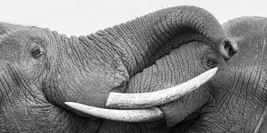 Black and White Photo Awards 2025 Winners