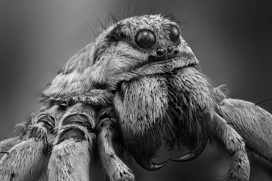 Black and White Photo Awards 2025 Winners