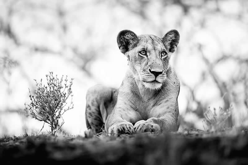 Striking Black and White Wildlife Photos by Johan Siggesson