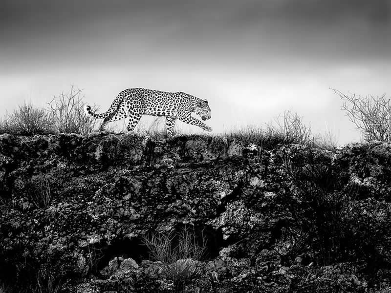 Striking Black and White Wildlife Photos by Johan Siggesson