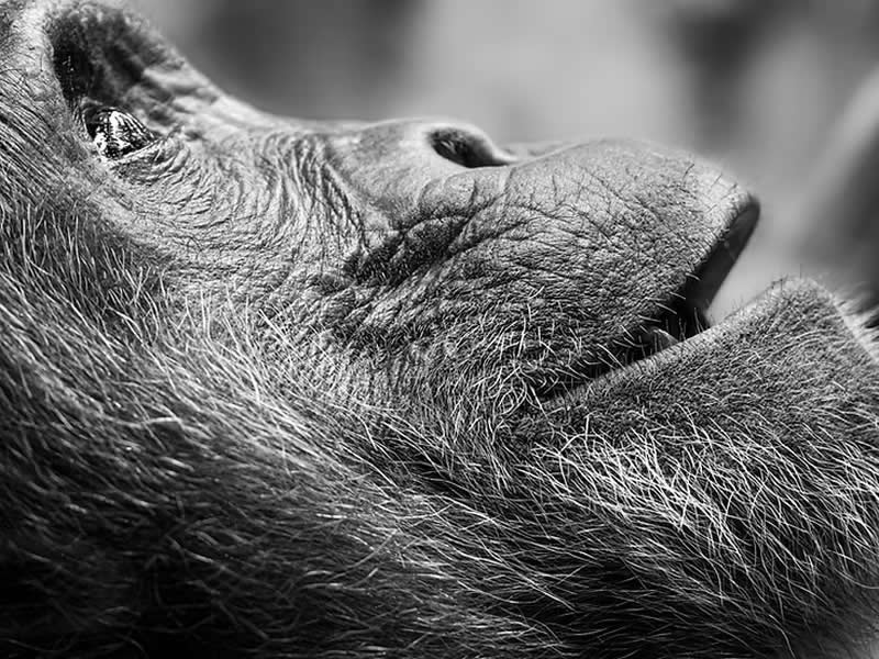 Striking Black and White Wildlife Photos by Johan Siggesson