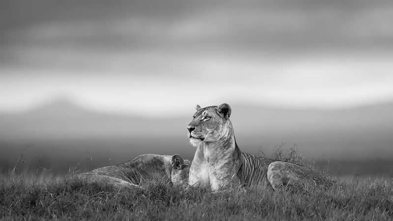 Striking Black and White Wildlife Photos by Johan Siggesson