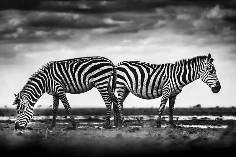 Striking Black and White Wildlife Photos by Johan Siggesson