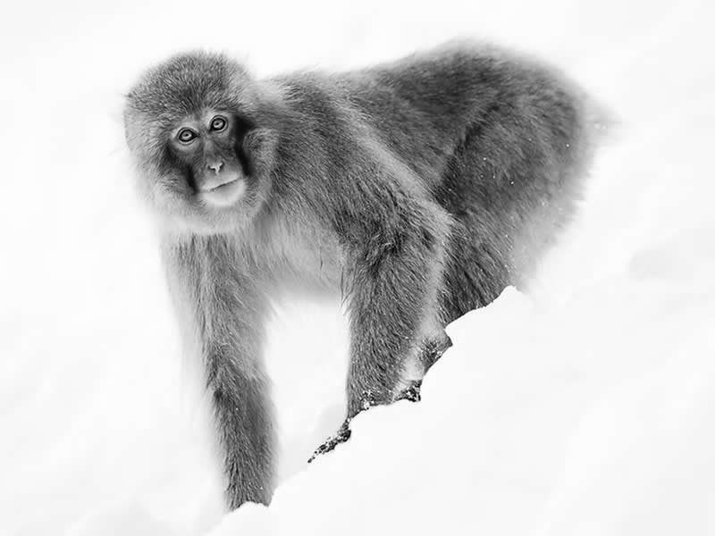 Striking Black and White Wildlife Photos by Johan Siggesson