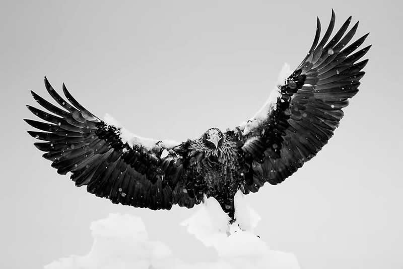 Striking Black and White Wildlife Photos by Johan Siggesson