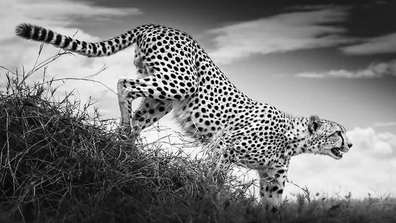 Striking Black and White Wildlife Photos by Johan Siggesson