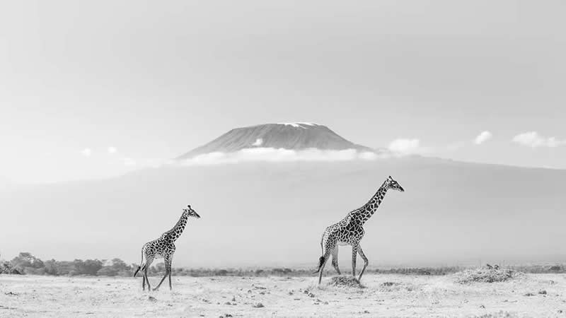 Striking Black and White Wildlife Photos by Johan Siggesson