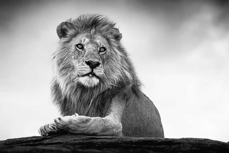 Striking Black and White Wildlife Photos by Johan Siggesson