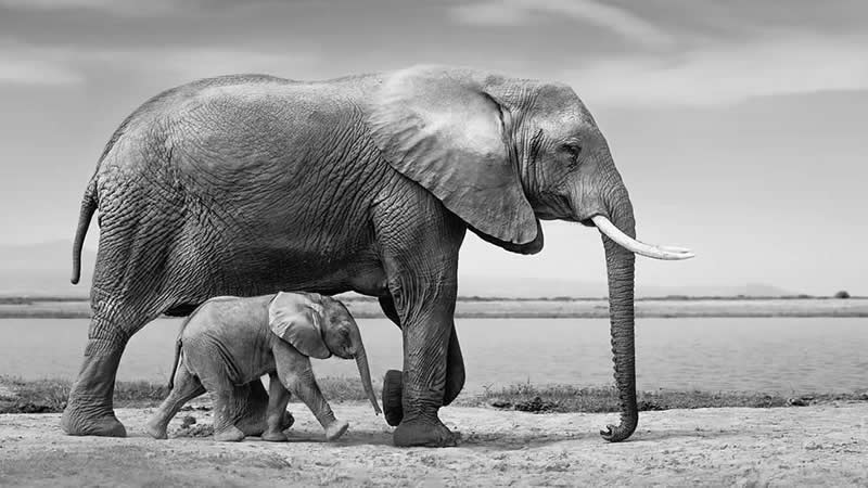 Striking Black and White Wildlife Photos by Johan Siggesson