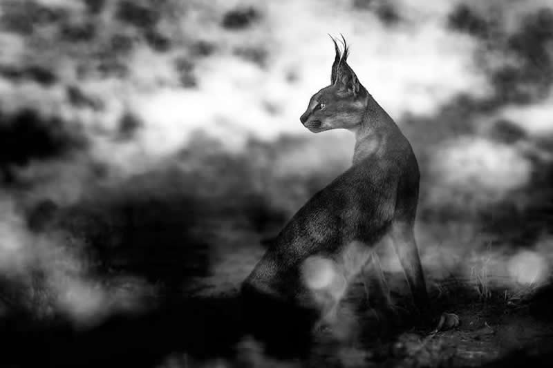 Striking Black and White Wildlife Photos by Johan Siggesson