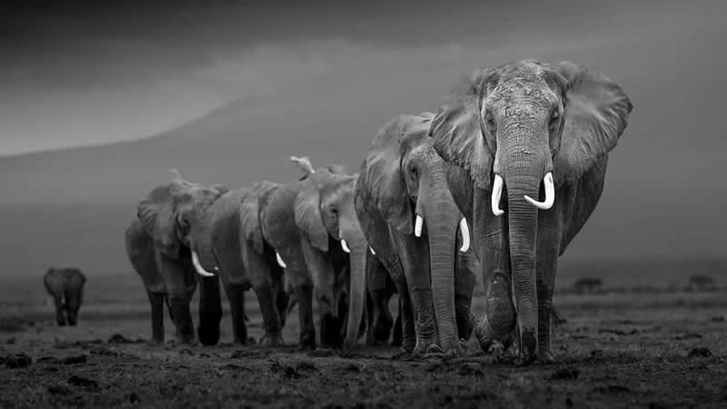 Striking Black and White Wildlife Photos by Johan Siggesson