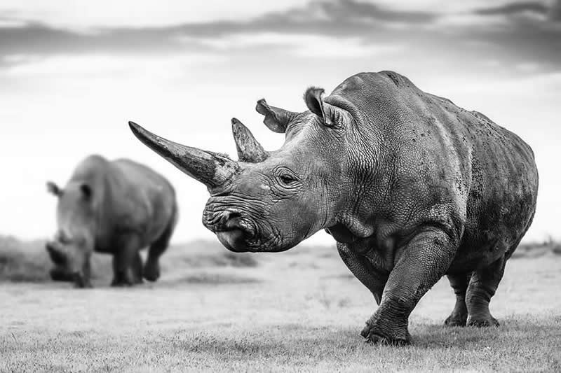 Striking Black and White Wildlife Photos by Johan Siggesson