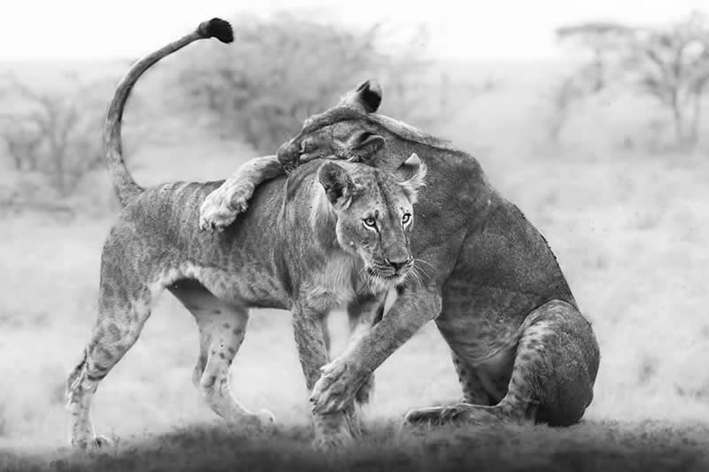 Striking Black and White Wildlife Photos by Johan Siggesson