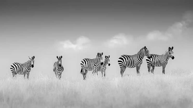 Striking Black and White Wildlife Photos by Johan Siggesson
