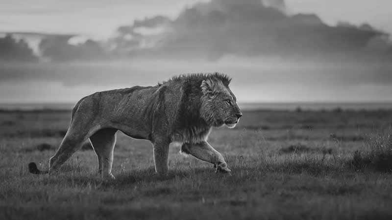 Striking Black and White Wildlife Photos by Johan Siggesson