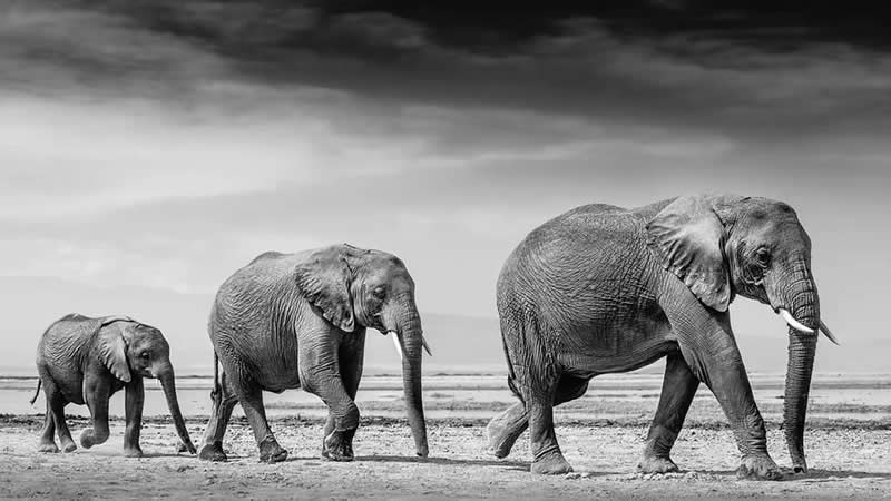 Striking Black and White Wildlife Photos by Johan Siggesson