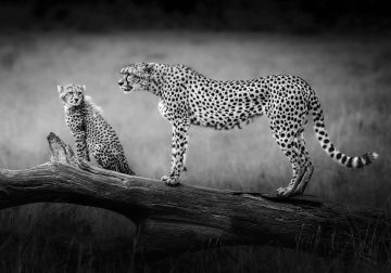 Striking Black and White Wildlife Photos by Johan Siggesson