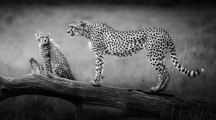 Striking Black and White Wildlife Photos by Johan Siggesson