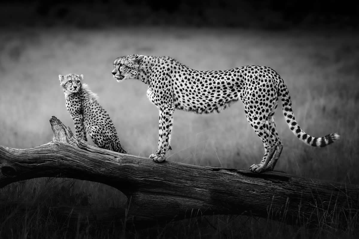 Striking Black and White Wildlife Photos by Johan Siggesson